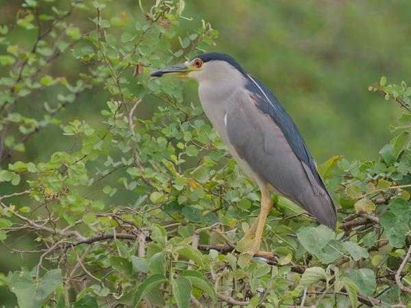 Kwak (Nycticorax nycticorax)